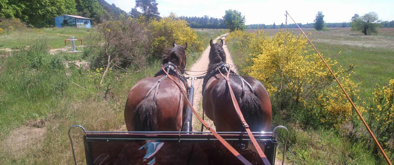 Ramthun Pferde Kutsche Usedom
