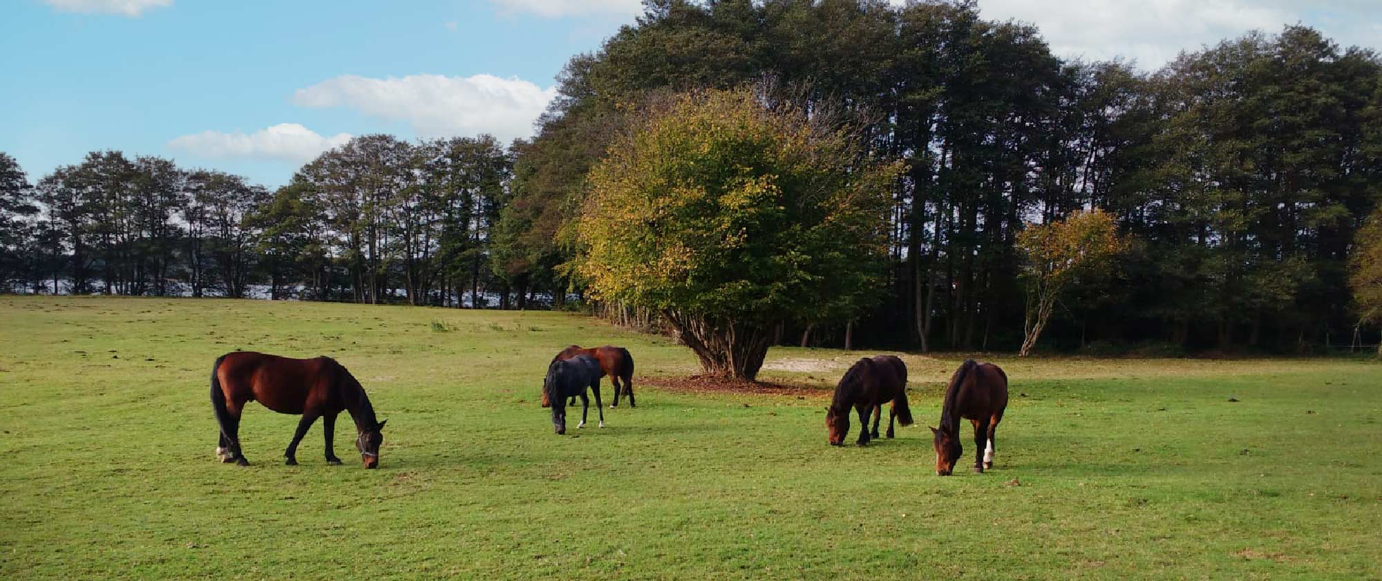 Pferde auf der Koppel Insel Usedom