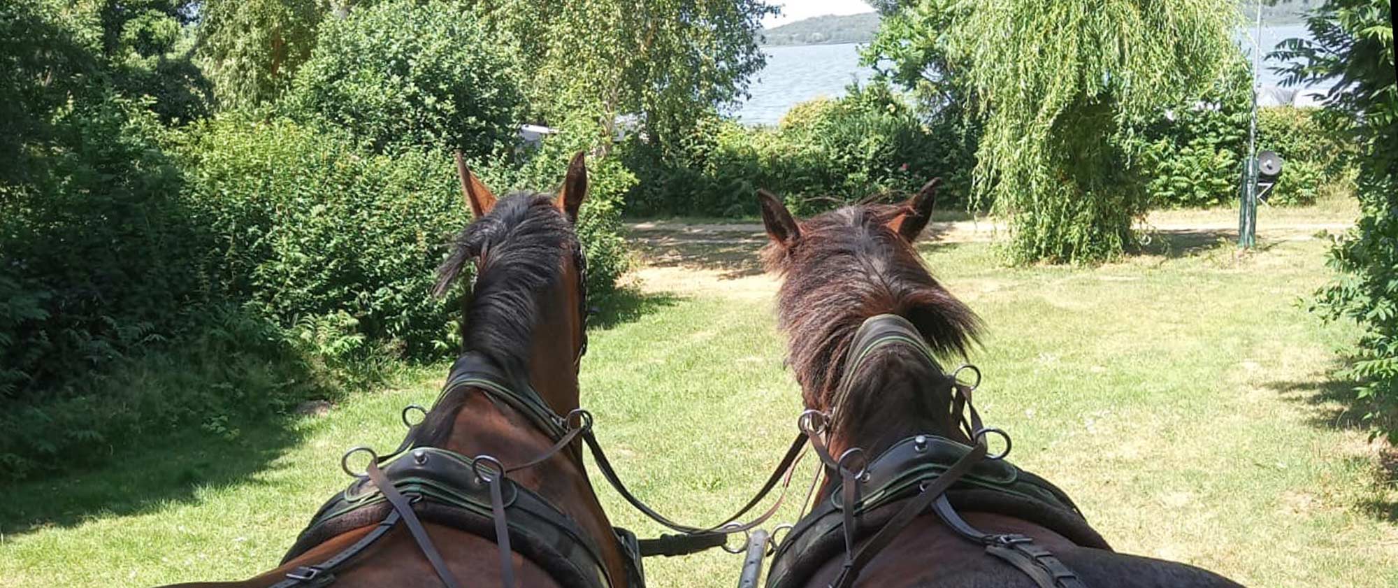 Kutschfahrt Insel Usedom Pferdehof Ramthun Tour