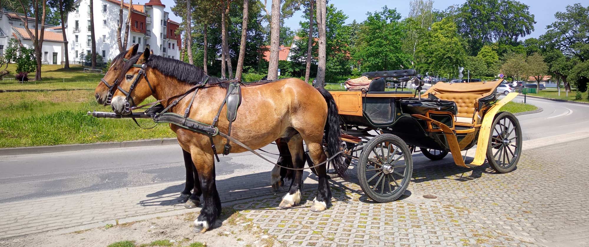 Kutschfahrt Insel Usedom Pferdehof Ramthun Tour